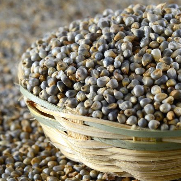 green-millet-seed